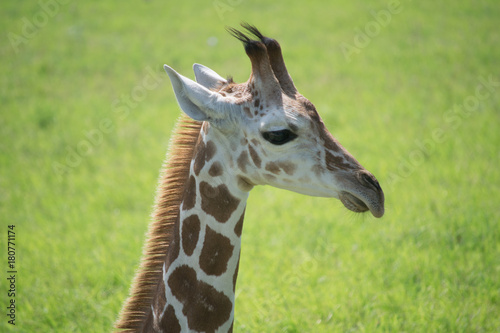 Canvas Print giraffes