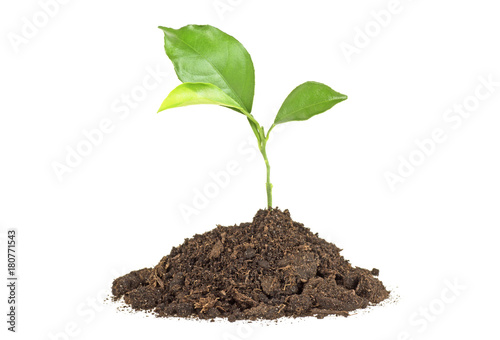 Young plant of pomelo in soil humus on a white background