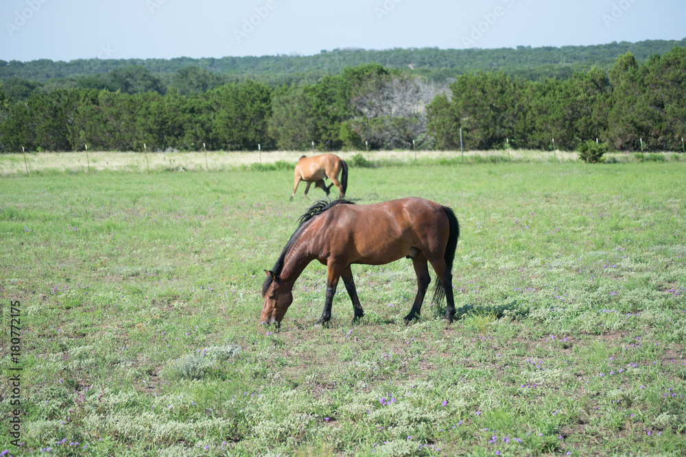 horses grazing horses grazing
