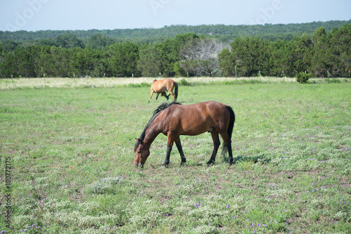 horses grazing © Trey