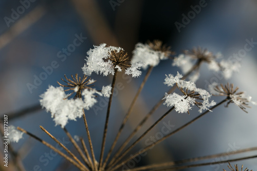 Winter © Sylvia Mekelburg