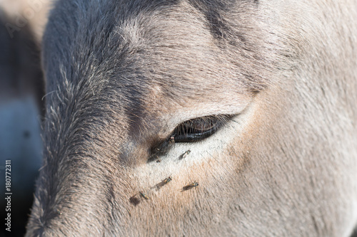 donkey eye