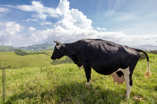 cows in costa rica's fields