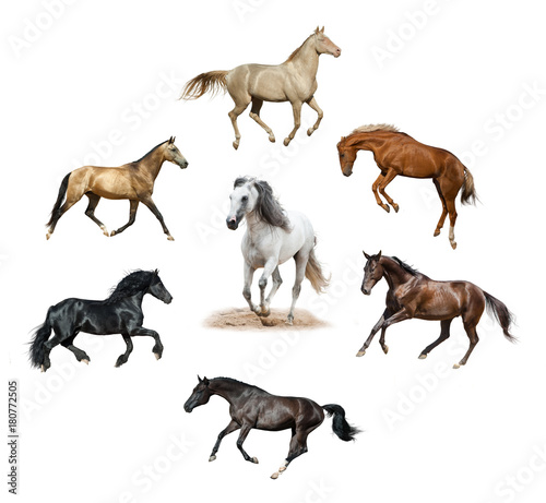Set of isolated horses