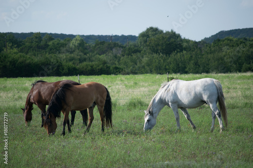 horses grazing © Trey