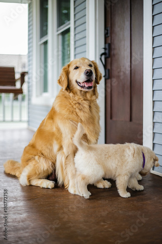Golden Retriever Dogs