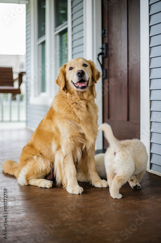 Fototapeta Naklejka Na Ścianę i Meble -  Golden Retriever Dogs