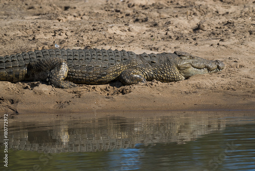 Nile Crocodryle