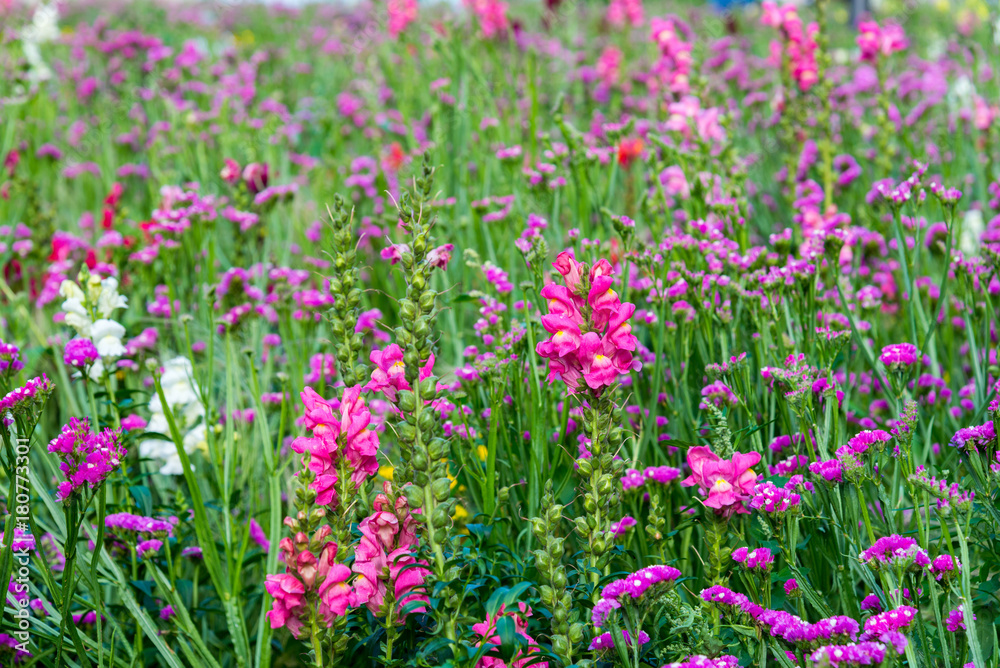 field of blooming pink snapdragon flower