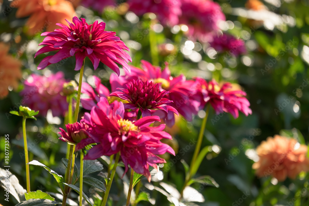 Red Dahlia flower. Nature background Red Dahlia flower. Nature background
