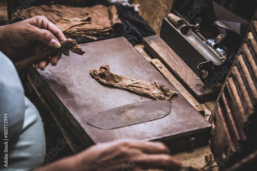 Closeup of hands making cigar from tobacco leaves. Traditional manufacture of cigars.