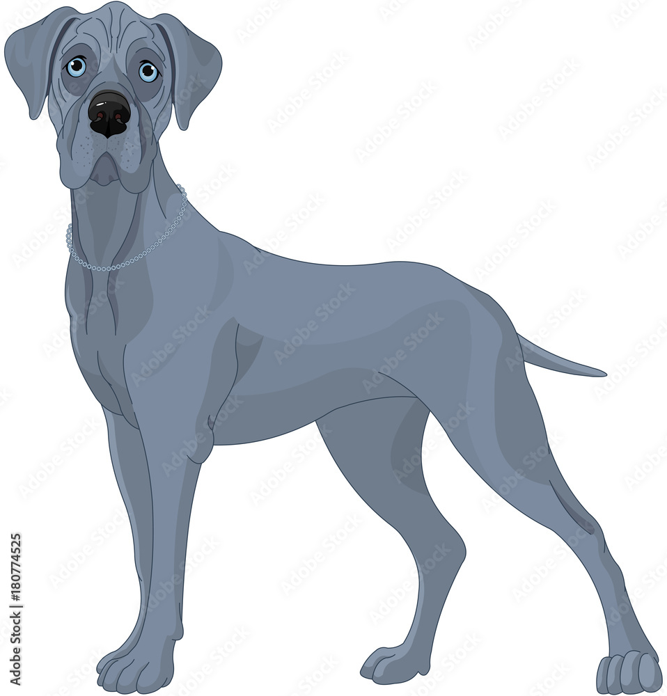 Fototapeta premium Great Danes Dog