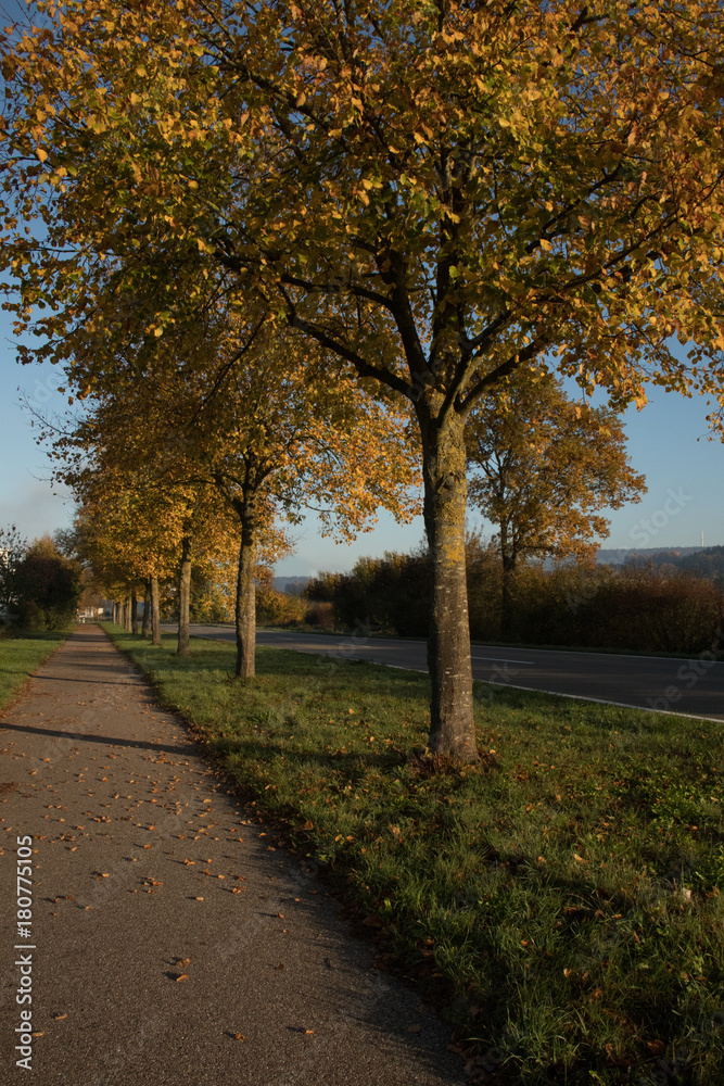 Naklejka premium Sunrise through tree-lined country road in Germany