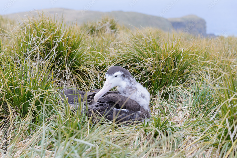 Fototapeta premium Albatros chick in the nest