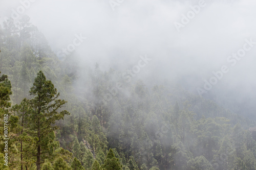 Pinus canariensis. Misty foggy forest. Fog in pine forest on mountain slopes © Viktoria