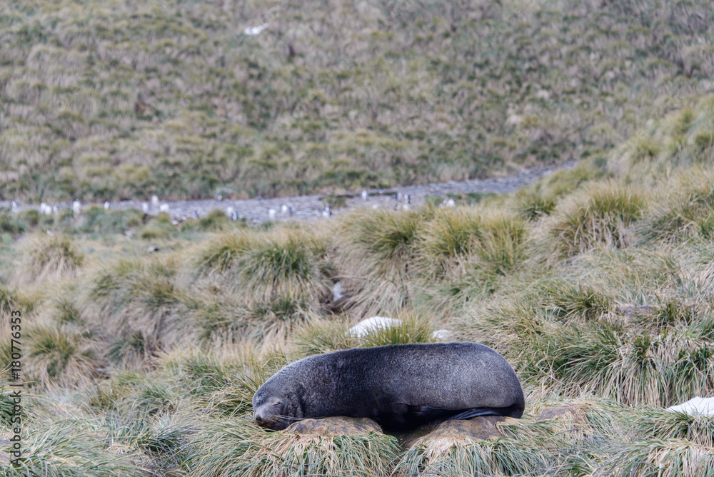 Naklejka premium Seal sleeping on the beach