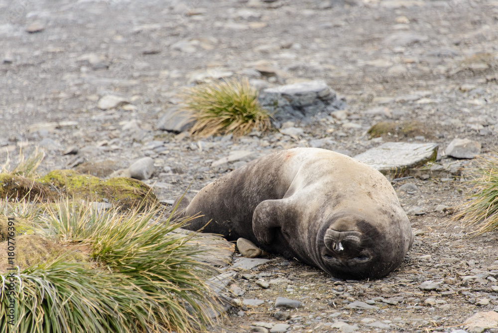 Naklejka premium Seal on the beach