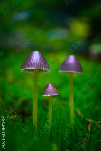colorful violet magic fairy mushrooms in the green moss, macro. Poisoned dangerous group of purple mushrooms at the forest background, closeup.