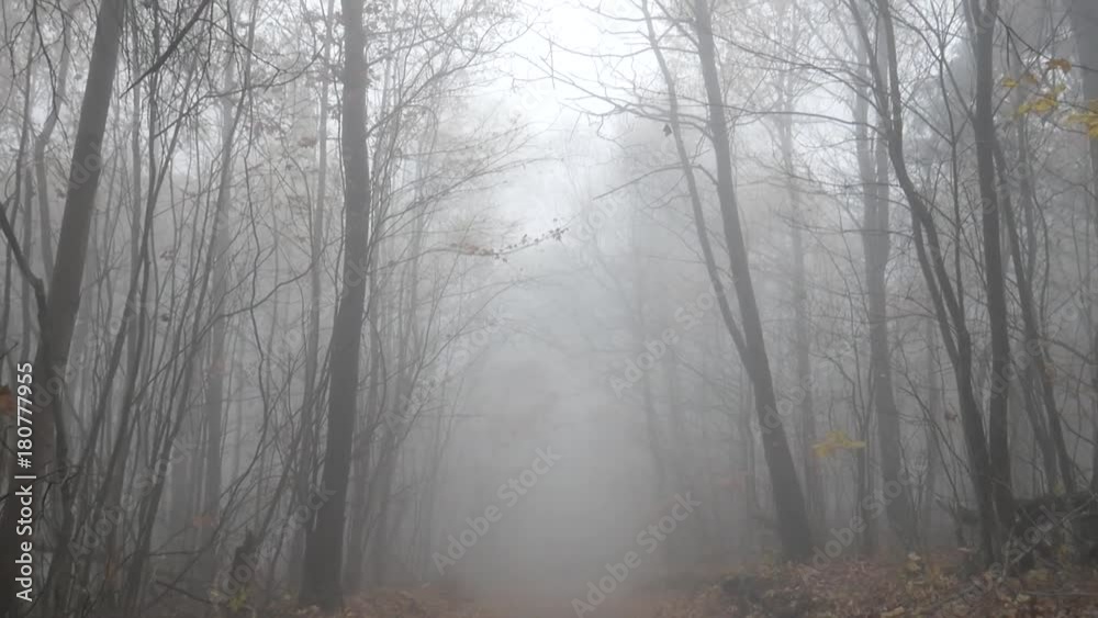 Foggy Woods Path Tilt Up Foggy Woods Path Tilt Up