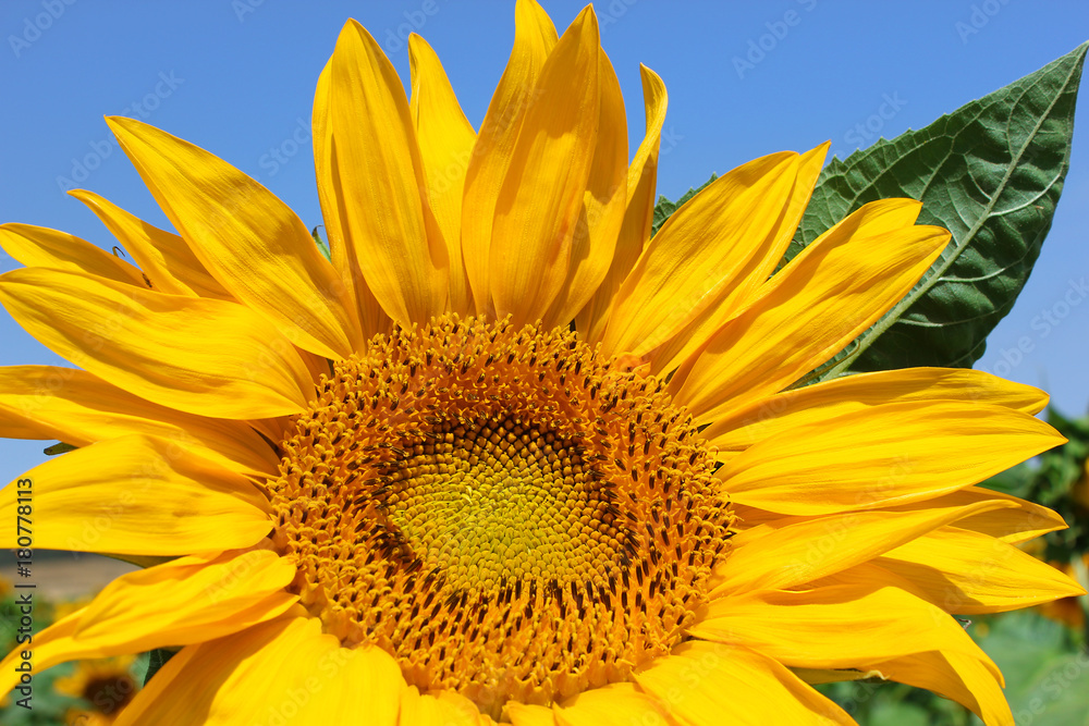 Obraz premium image of sunflower close-up against a bright blue sky