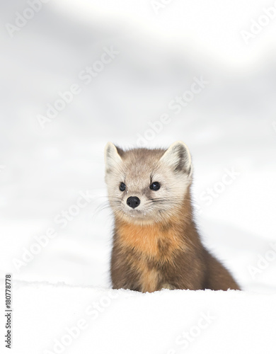 Pine marten (Martes americana) standing in the snow isolated on a white background in Algonquin Park, Canada