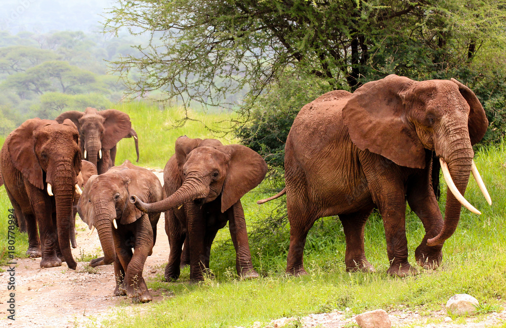 Group of elephants in Tarangire NP / Elefantenherde im Tarangire NP