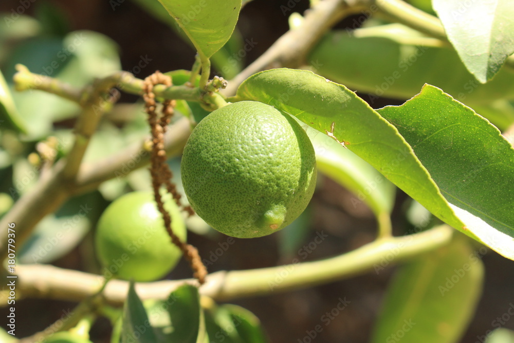 Green sweet lemons hanging on tree in Crete Island, Greece. Green sweet lemons hanging on tree in Crete Island, Greece.