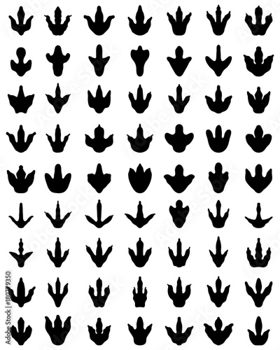 Black footprints of dinosaurs on a white background, vector