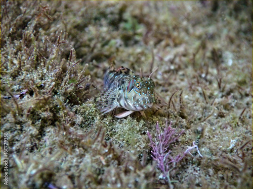 Zvonimir's blenny fish (Parablennius zvonimiri) at Black sea photo