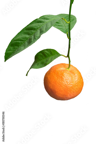 Isolated fresh tangerine or mandarin on branch.