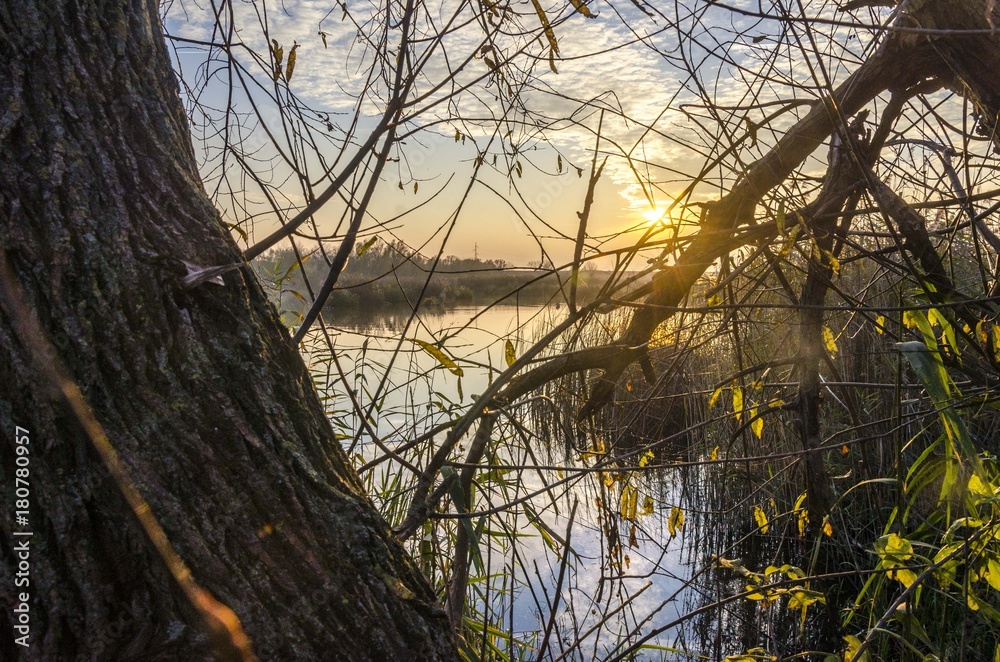 lake tree landscape