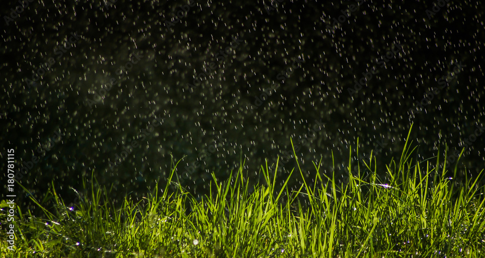 Meadow in the rain