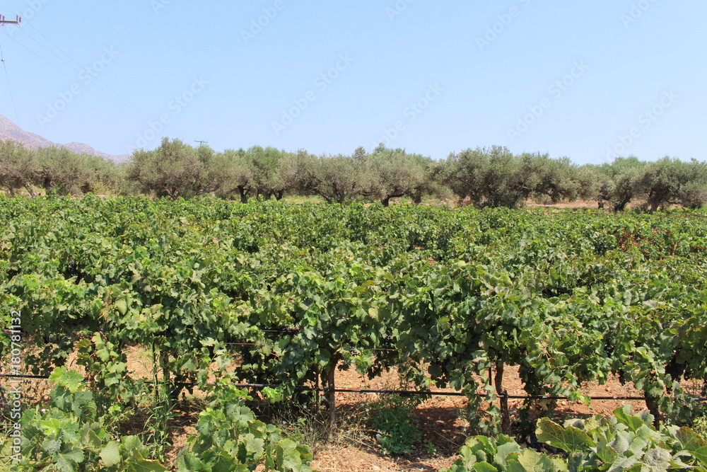 Local grape vineyard near Stavros Beach in Akrotiri peninsula, Crete Island, Greece.
