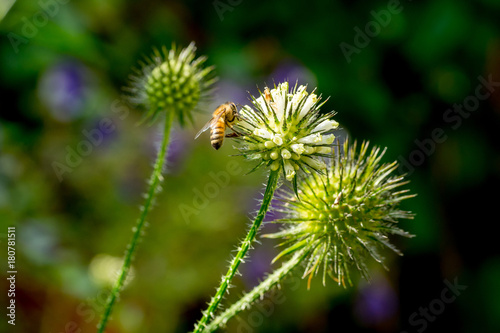 Closeup of Slim teasel (Dipsacus strigosus) with honey bee II