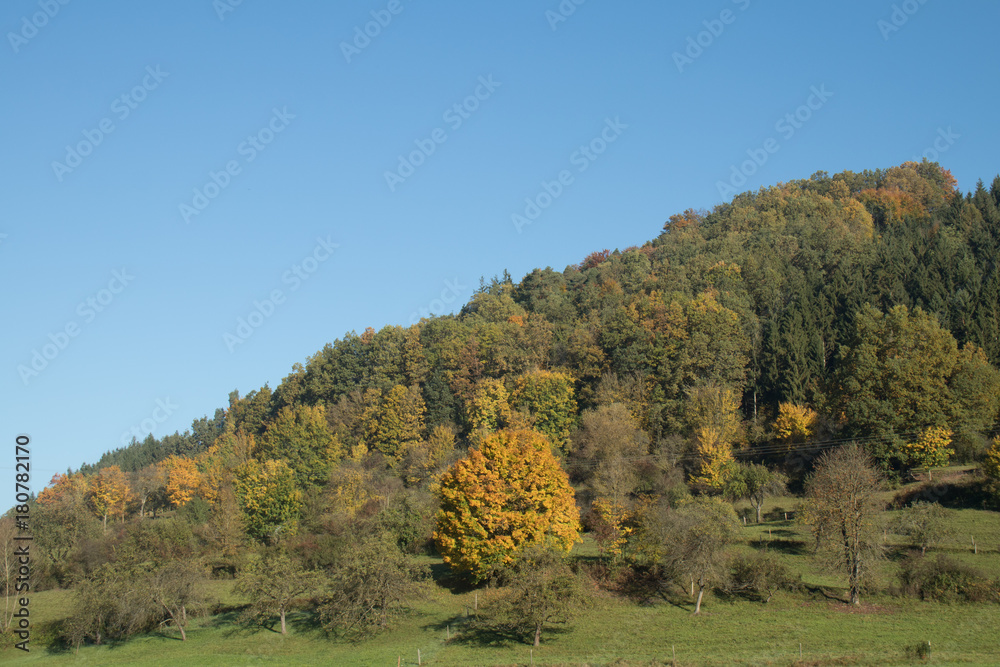 Tree-lined hillside in the sunshine in Germany