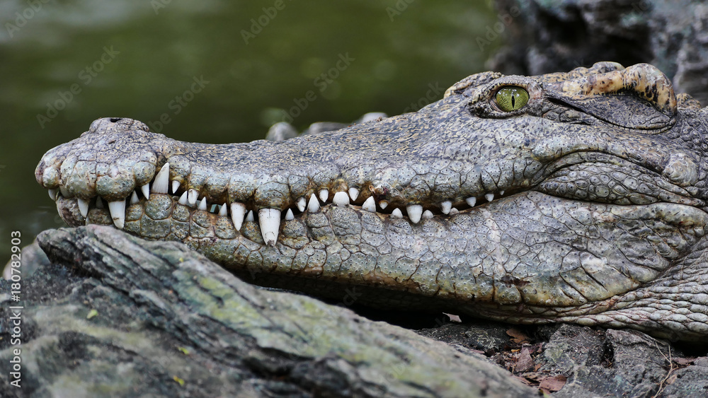 Fototapeta premium Crocodiles large aquatic reptiles that live throughout the tropics in Farm ,Thailand