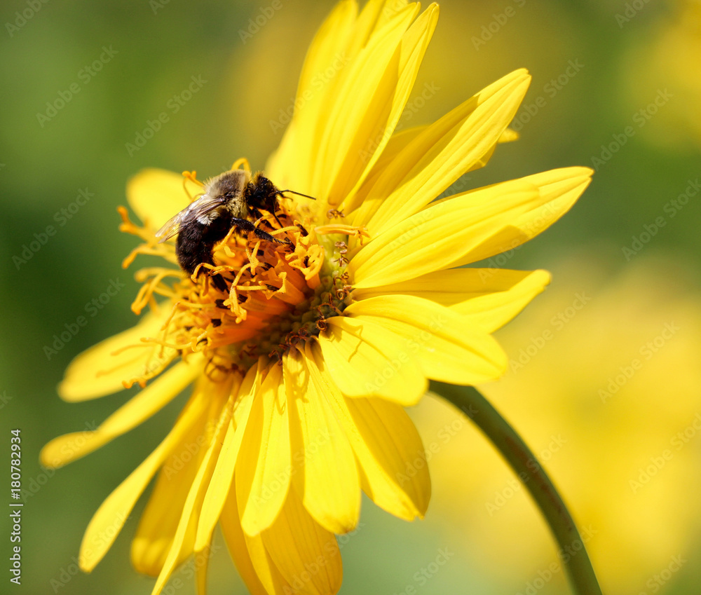 Bee on Flower Bee on Flower