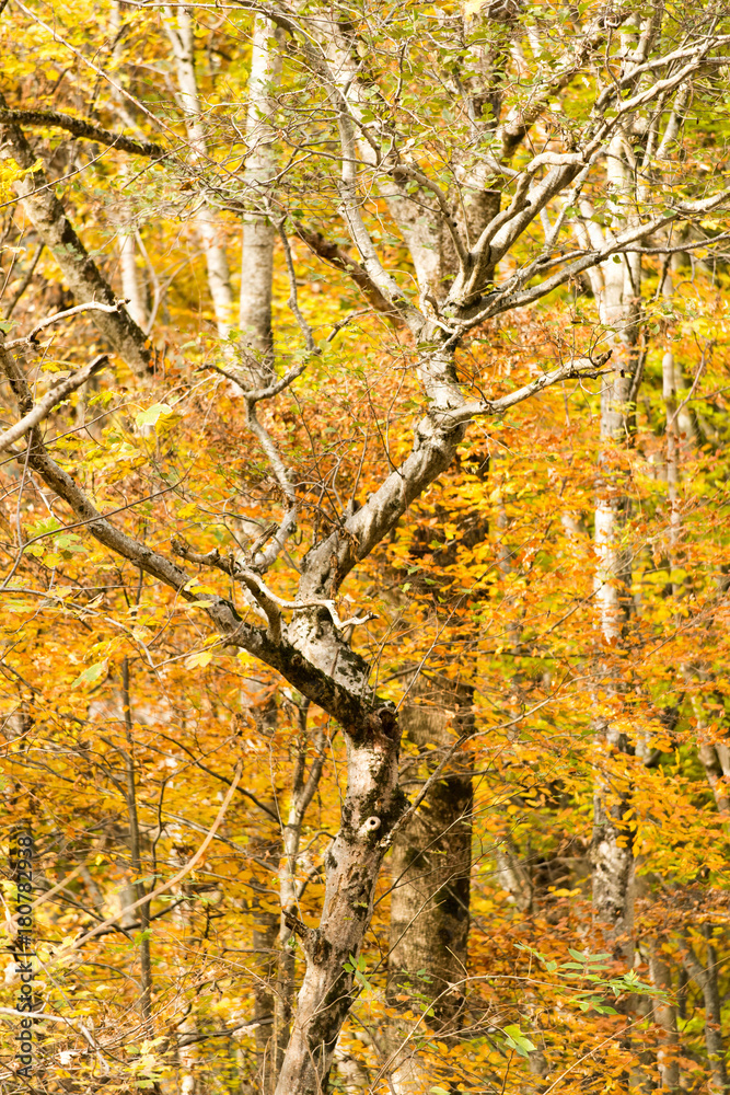 Obraz premium Dolomiti