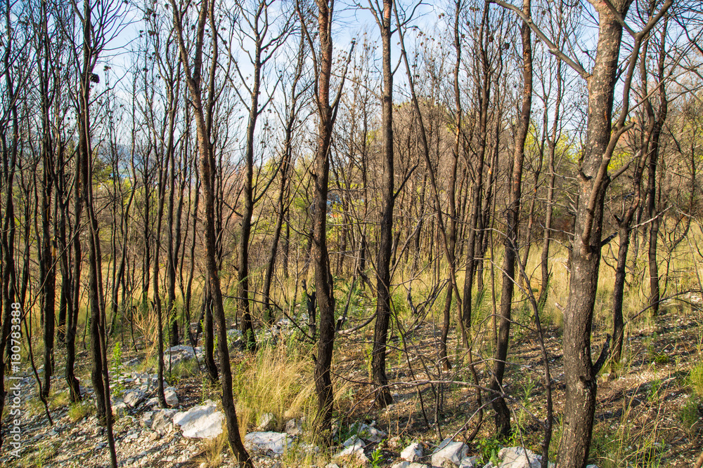 Fototapeta premium abgebrannter Wald nach Waldbrand