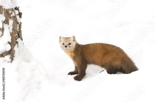 Pine Marten (Martes americana) isolated on a white background in Algonquin Park, Canada in winter snow