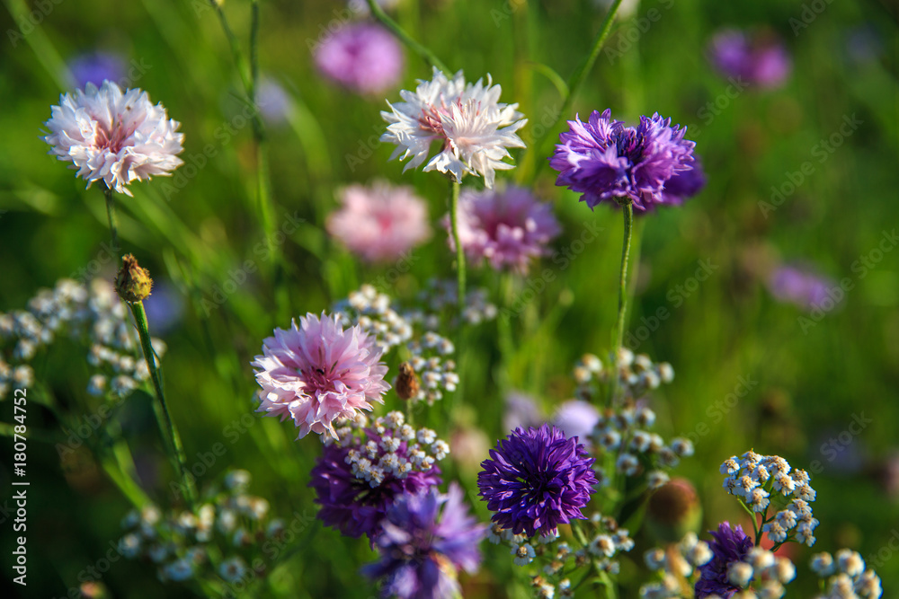 Fototapeta premium Beautiful meadow field with wild flowers. Spring or summer wildflowers closeup. Health care concept. Rural field. Alternative medicine. Environment.