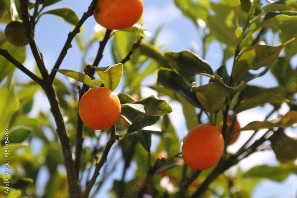 Cunquat fruits on the tree