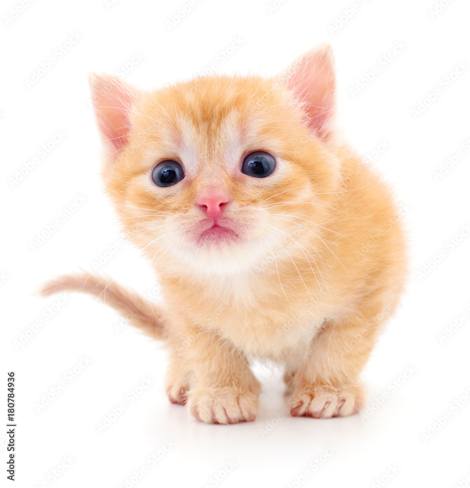 Kitten on white background. Kitten on white background.