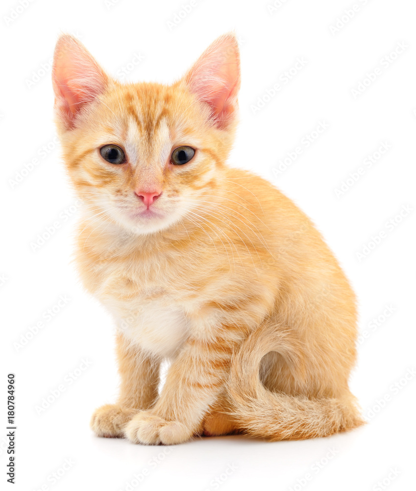 Obraz premium Kitten on white background.