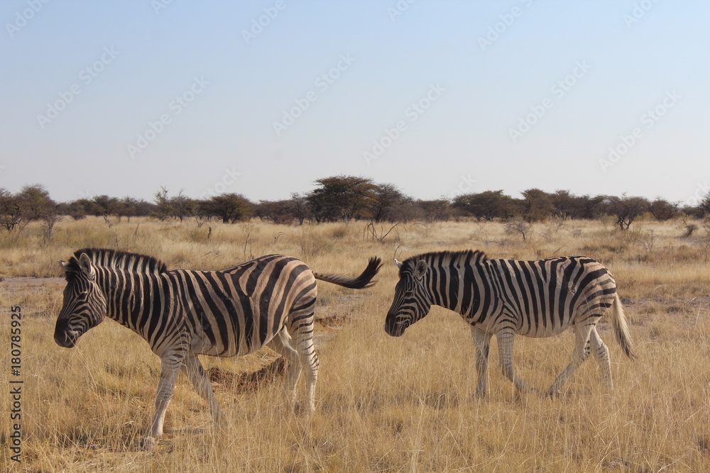 Obraz premium Zebras in der Savanne