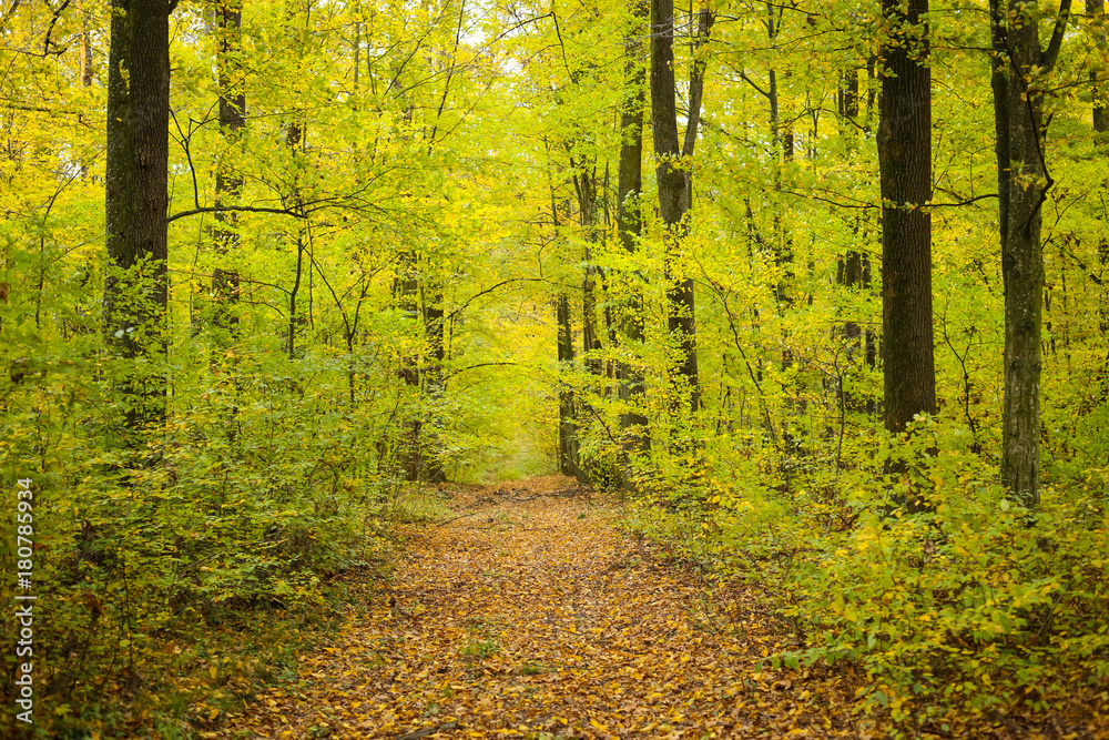 Obraz premium Forest in autumn