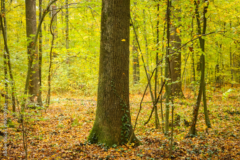 Fototapeta premium Forest in autumn