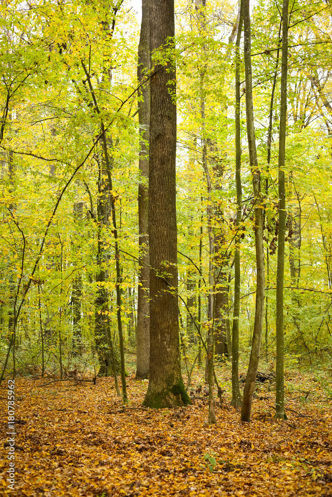 Fototapeta premium Forest in autumn