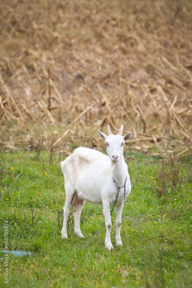 Obraz premium Goat on pasture