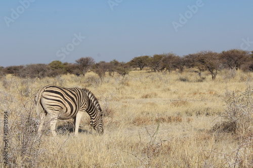 Zebra in der Savanne